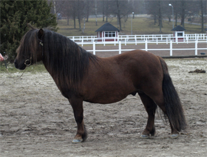 wilfred_v_d_zandhoeve_hp09.jpg