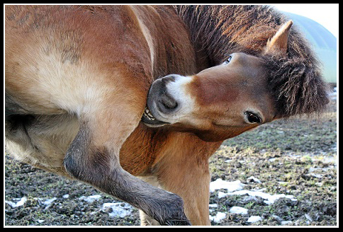 Russbilden April 2010
