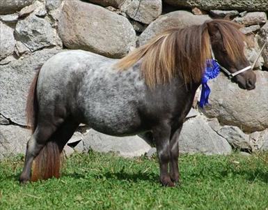 lavendel of northstar.jpg