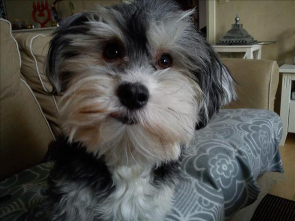 Månadens bichon januari 2011