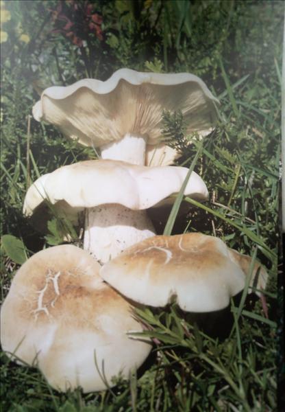 Vårmusseron