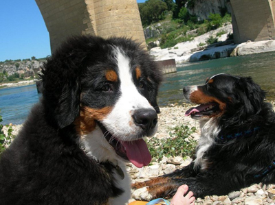 Berner sennenhund