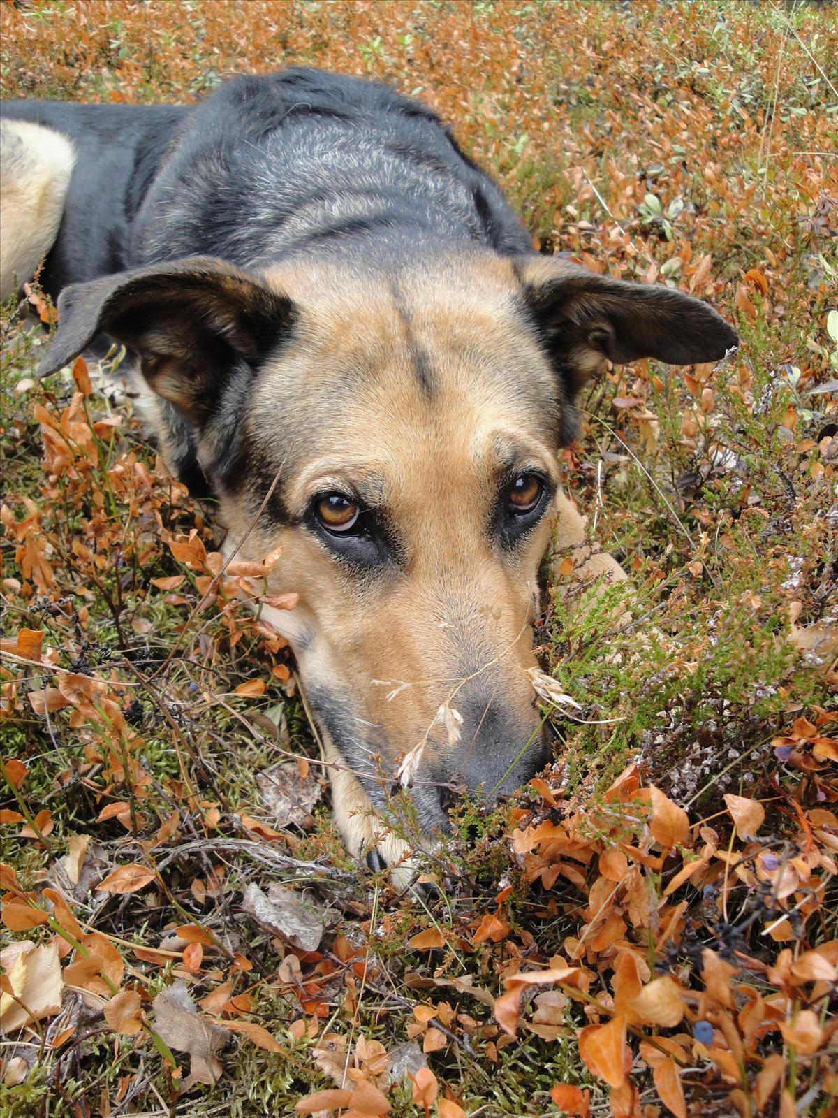Månadens Hund - November