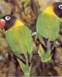 Agapornis_personata.jpg