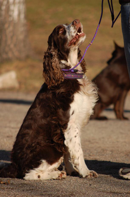 Engelsk springer spaniel 