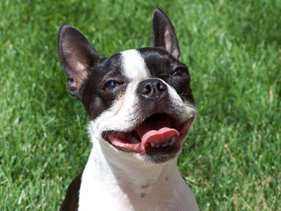 Bostonterrier.jpg