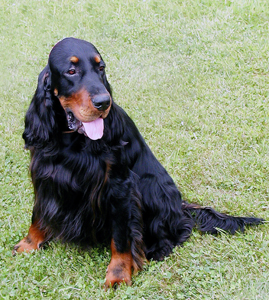 Gordonsetter