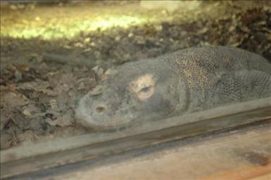Komodovaran Parken Zoo