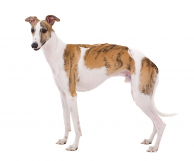 Whippet.jpg
