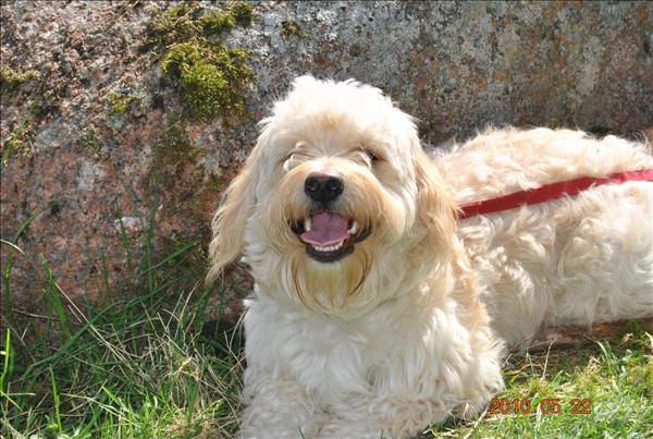 Månadens bichon juli