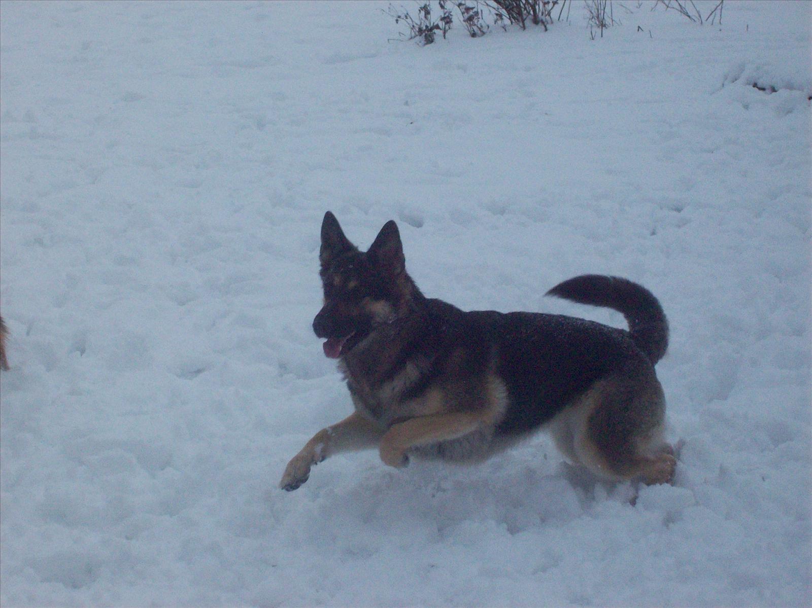 Hundskoj i snön