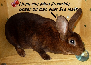 nougatreddig.jpg