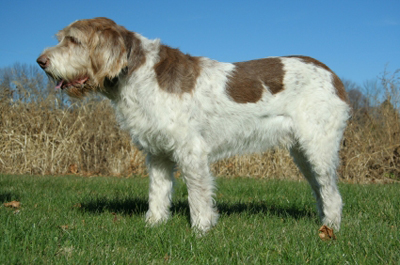 Spinone