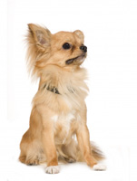 Chihuahua.jpg