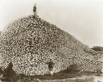 bisonoxe02.jpg