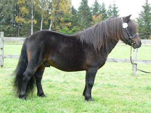 farino_gm09.jpg