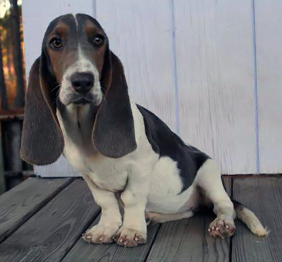 Basset hound