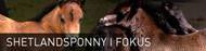 shetlandsponny.jpg