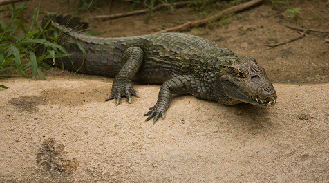 krokodil