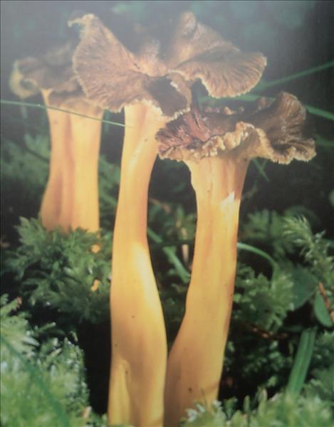PICT0033.JPG