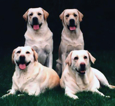 Labrador retriever