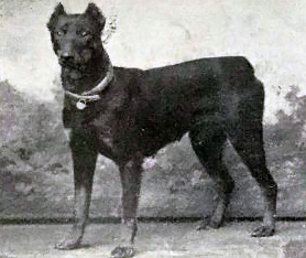 Dobermann år 1915