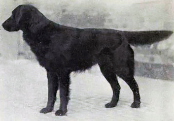Flatcoated retriever 