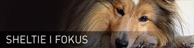 sheltie.jpg