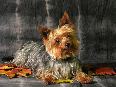 Yorkshireterrier