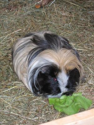 guinea-chipsy-1946635-l.jpg