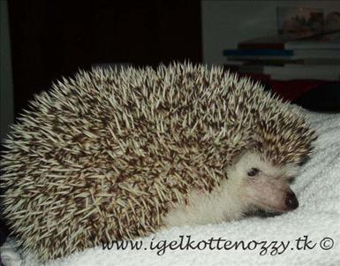 Igelkotten Ozzy, foto: Jenny Kaarle