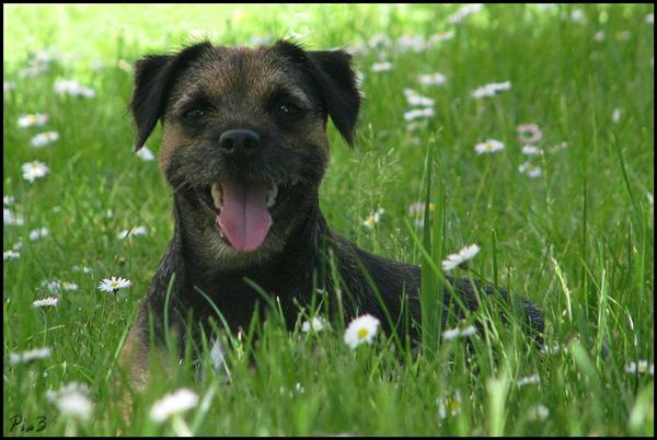 Borderterrier