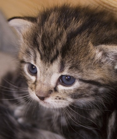 kattunge.jpg