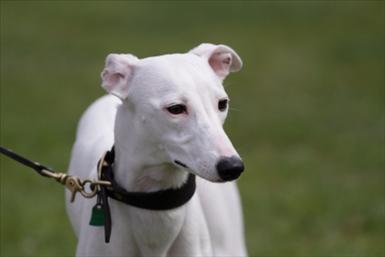 Whippet3.jpg