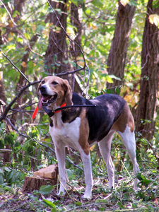 American foxhound