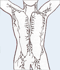 Lymphatic_system.png
