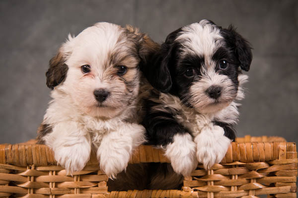Månadens uppfödare november Trasselsuddens kennel