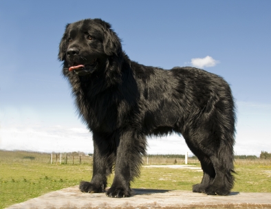 Newfoundlandshund