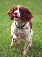 Engelsk springer spaniel