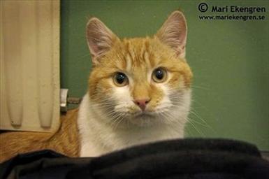 GUSTEN som är en katt på Hoppet. Han är född i maj 2008. Var och är fortfarande lite reserverad mot människor. Tänk om blickar kunde tala, visst har han något speciellt i blicken. Han vill ha ett lugnt hem med extra tid åt bara honom. Underbar katt.