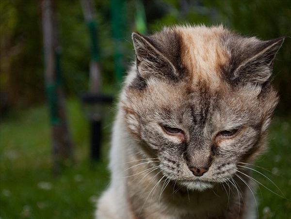 797px-Tired_20-year-old_cat.jpg