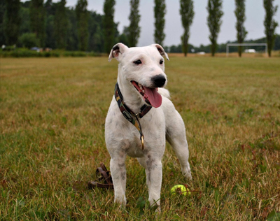 Jack russell terrier
