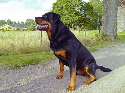 Foto: Rottweiler