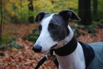 Foto: Elcyion