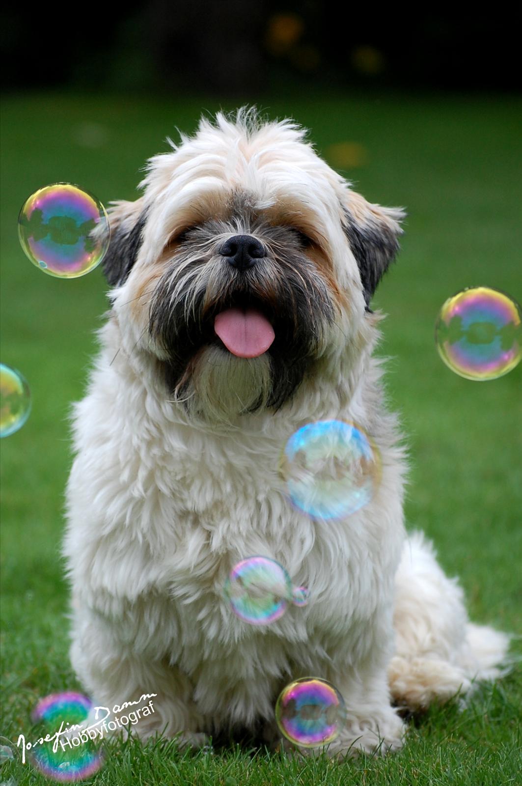 Månadens Bichon Augusti