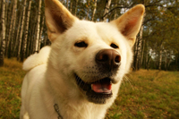 Akita