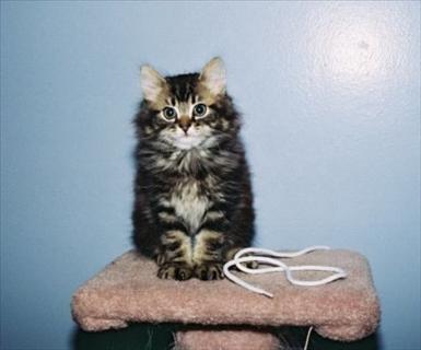 baby coon
