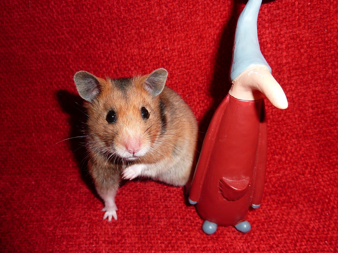 Jul Hamster Tävling 2010