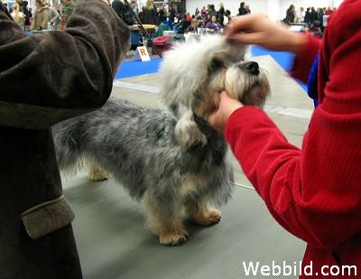 Dandie dinmont terrier.jpg
