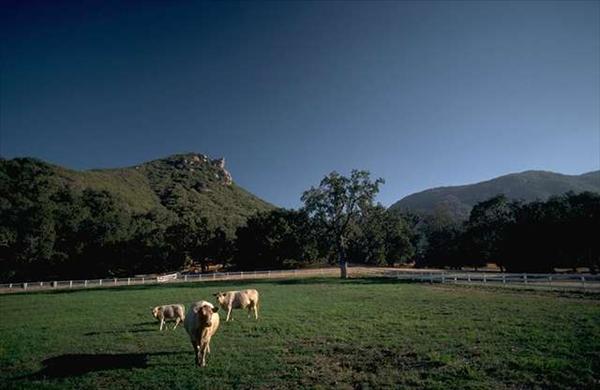 ANIML016.JPG